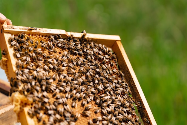 Bienen füllen honigrahmen mit bienenwabe im sommer im yard. nahansicht Premium Fotos