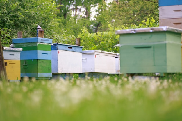 Bienenhaus mit einkörper und mehrkörperbienenstöcken im garten