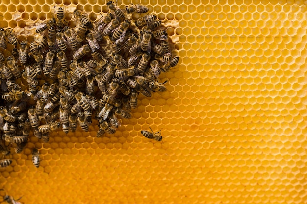 Bienenwabe Mit Bienen Premium Foto