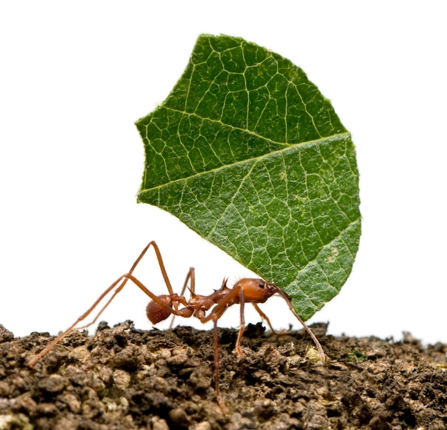 Blattschneiderameise, acromyrmex octospinosus, trägt blattionenweiß