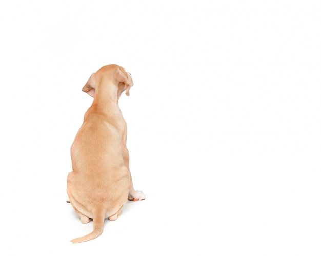 Blond hund auf dem rücken Kostenlose Foto