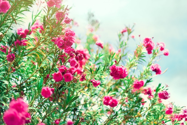 Oleander Kostenlose Vektoren Fotos Und Psd Dateien