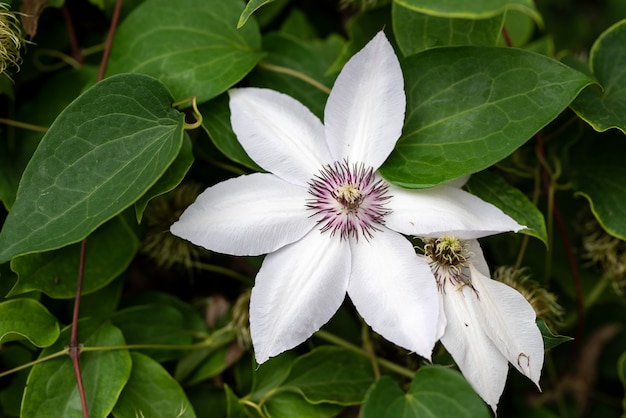 Blume Der Weissen Clematis Im Fruhlingsgarten Premium Foto