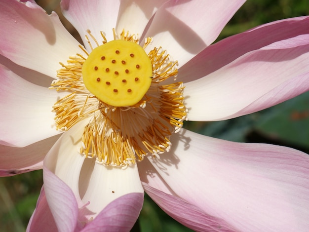 Blume Mit Rosa Bluten Und Gelbe Mitte Mit Punkten Kostenlose Foto