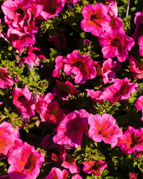 Blumen Im Freien Kostenlose Foto