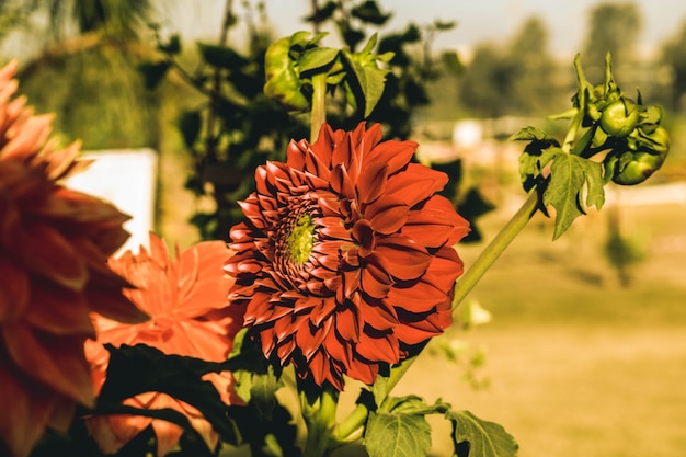 Blumen Im Herbst Kostenlose Foto