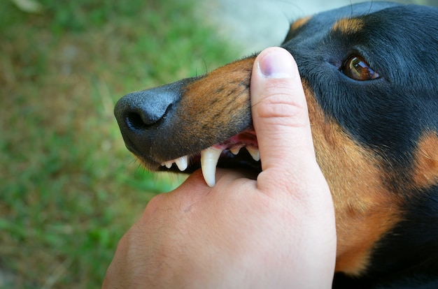 Bösartiger hund, der zähne zeigt und hand beißt Kostenlose Foto