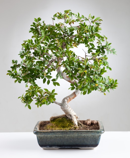  Bonsai  baum  Premium Foto