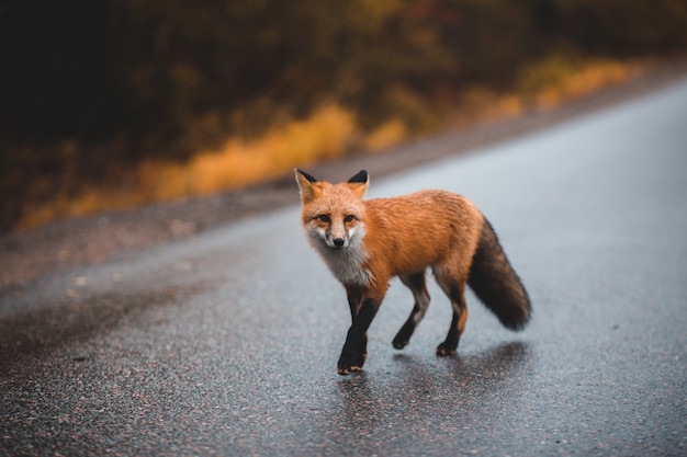 Brauner Fuchs Auf Grauer Asphaltstrasse Wahrend Des es Kostenlose Foto