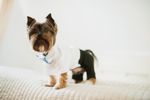 Brauner hund in schwarzer hose und weißem hemd gekleidet Kostenlose Foto