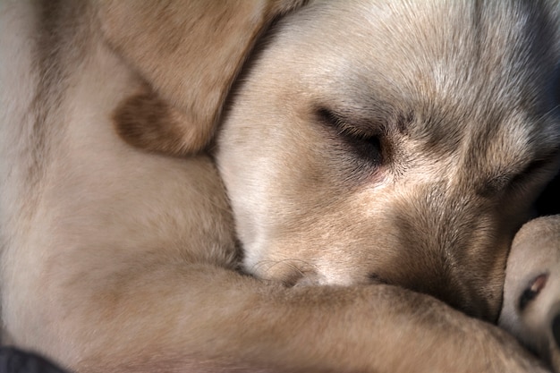 Brauner hund schläft Kostenlose Foto