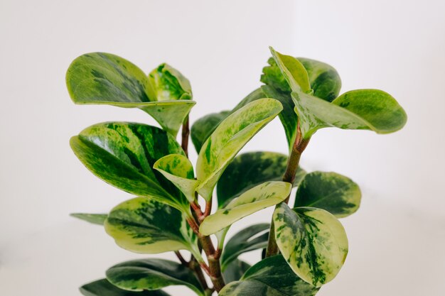 Bunte grüne blätter der zimmerpflanze peperomia variegata PremiumFoto