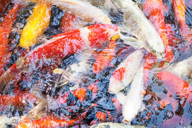 Bunter fantastischer karpfen, koifische, die herum im teich schwimmen