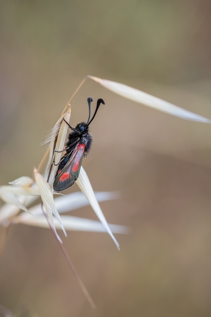 Bilder Burnet Gratis Vektoren Fotos Und Psds