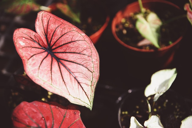 Caladium bicolor blattpflanze, bunte blätter im topf zierpflanze im