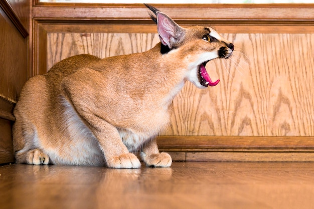 Caracal katze | Premium-Foto