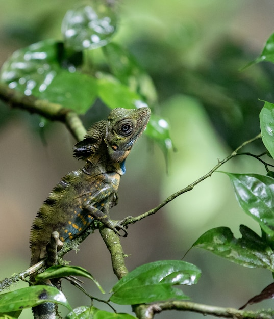 Chamaleon In Den Baumasten Im Regenwald In Mulu Sarawak Borneo Premium Foto