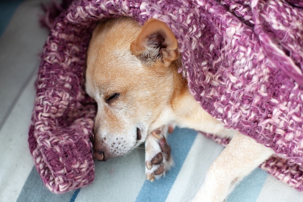 Chihuahua, die zu hause auf couch nach weg liegen