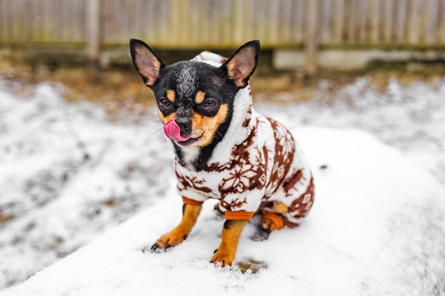 Chihuahua hund in winterkleidung. chihuahua hund im winteroverall für