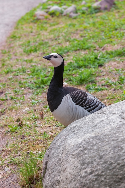 Chukar Rebhuhn Auf Grunem Gras Und Stein Kostenlose Foto