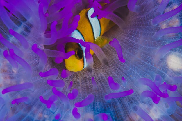 Clownfisch auf anemone | Premium-Foto