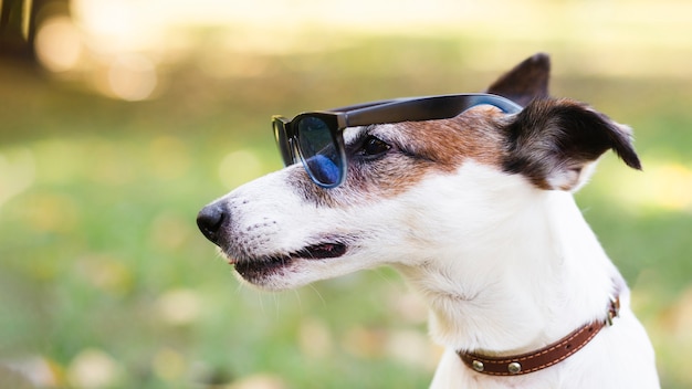 Cooler hund mit sonnenbrille Kostenlose Foto