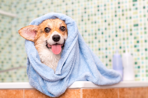 hund mit handtuch nach dem waschen im badezimmer PremiumFoto