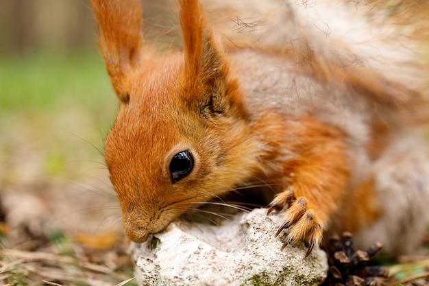 Das Eichhornchen Scharft Seine Zahne Gegen Einen Stein Eine Ungewohnliche Tierart In Ihrem Naturlichen Lebensraum Premium Foto