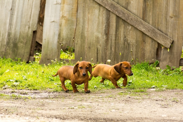 Der Dackel Wiener Hund Oder Wursthund Im Hinterhof Premium Foto