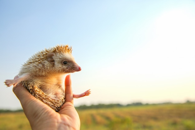 Der lustige igel kann in hände mit naturhintergrund fliegen | Premium-Foto