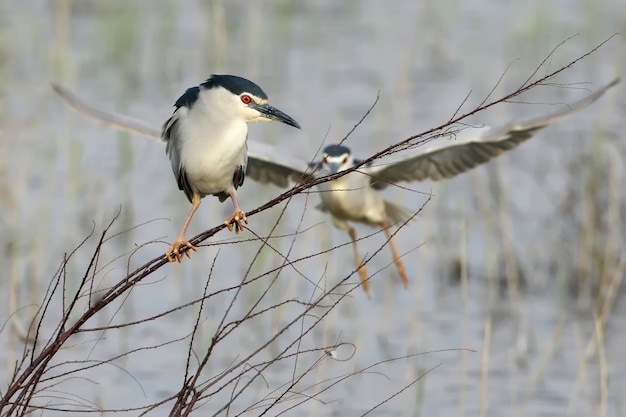 Der Nachtreiher Sitzt Auf Einem Dunnen Ast Und Dahinter Fliegt Ein Weiterer Vogel Auf Lustige Handlung Des Lebens Der Vogel Premium Foto