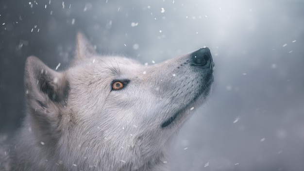 Der Polarwolf Schaut Auf Den Schnee Portrat Schone Tapete Coole Farben Premium Foto