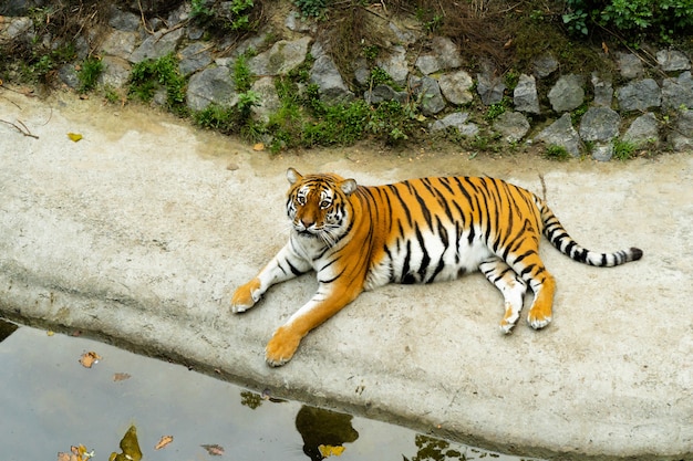 Der Schone Bengal Tiger Liegt Am Ufer Des Teiches Im Zoo Zoo Konzept Schwangere Tigerin Entspannt Premium Foto