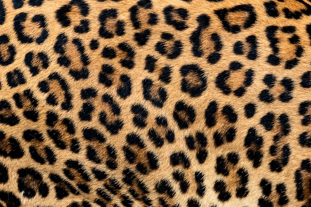 Bilder Leopard Gratis Vektoren Fotos Und Psds