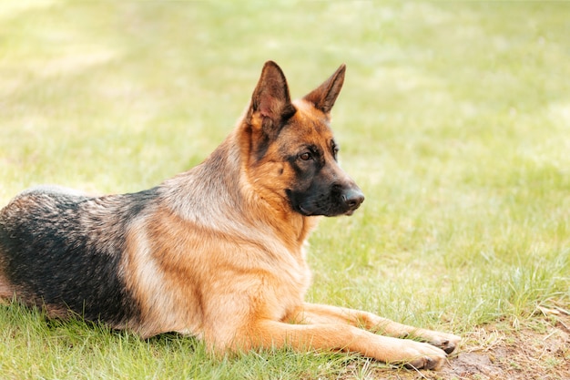 Deutscher Schäferhund, Der Auf Dem Gras Im Park Liegt. Porträt Eines ...