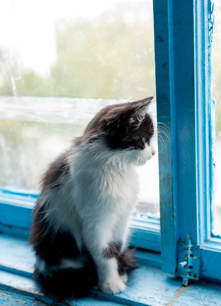 Die katze sitzt am fenster PremiumFoto