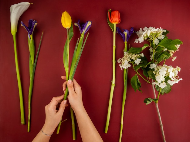 Draufsicht Auf Verschiedene Blumen Fur Blumenstrauss Als Rote Und Gelbe Farbtulpen Callalilie Dunkelviolette Irisblumen Und Bluhendes Viburnum Auf Rotem Tisch Kostenlose Foto