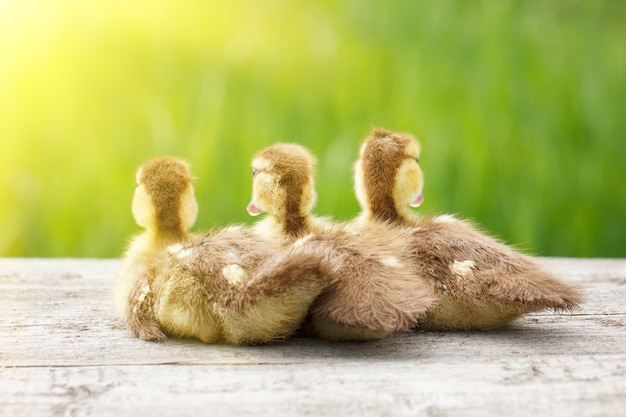 Drei kleine enten, haustiere, mit weichem sonnenlicht und grünem gras