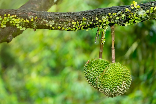 Durian Ist Bereit Die Produkte Auf Dem Baum Zu Ernten Und Wartet Darauf Dass Die Kaufleute Sie Kaufen Und Nach China Exportieren Premium Foto