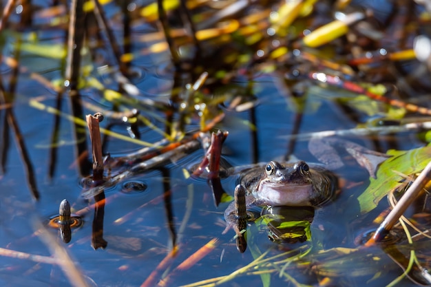 Ein Gewohnlicher Frosch Liegt Wahrend Der Paarungszeit Im Fruhjahr In Einem Teich Im Wasser Kostenlose Foto