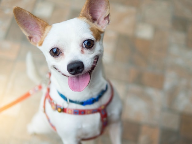 Ein glücklicher lächelnder hund des netten weißen chihuahua PremiumFoto