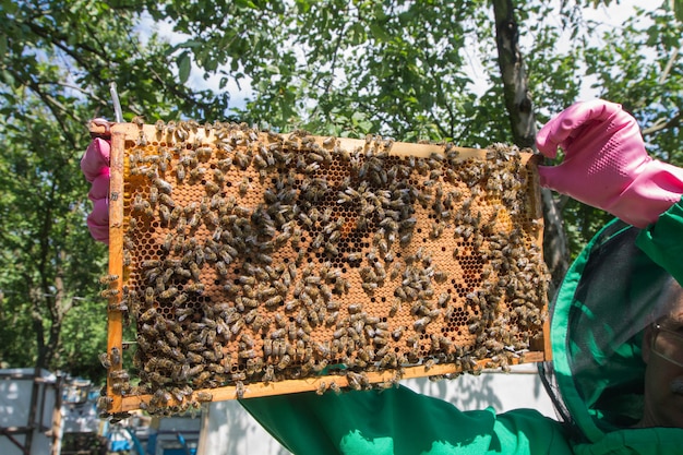 Ein imker hält einen rahmen mit der honigbienenfamilie. Premium Fotos