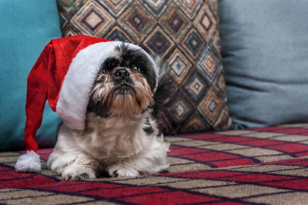 Ein kleiner hund in einer weihnachtsmütze sitzt auf einem sofa