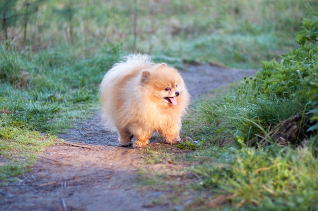 Ein kleiner rothaariger lustiger flauschiger hund pomeranian steht im