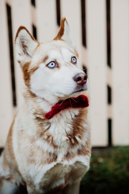 Ein Reinrassiger Sibirischer Husky Hund Ohne Leine Draussen In Der Natur An Einem Sonnigen Tag Premium Foto