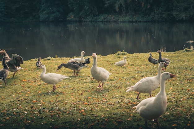 Eine Herde Erstaunlicher Enten Um Einen See Kostenlose Foto