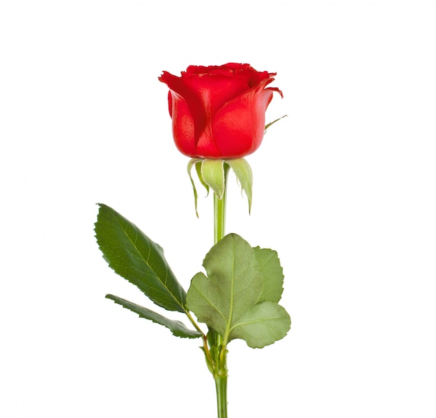 Eine rote rose Premium Fotos