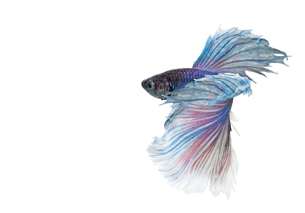 Elefantenohren Betta Fisch Blau Und Weiss Halbmond Betta Splendens Oder Siamesischer Kampffisch Isoliert Auf Weiss Premium Foto