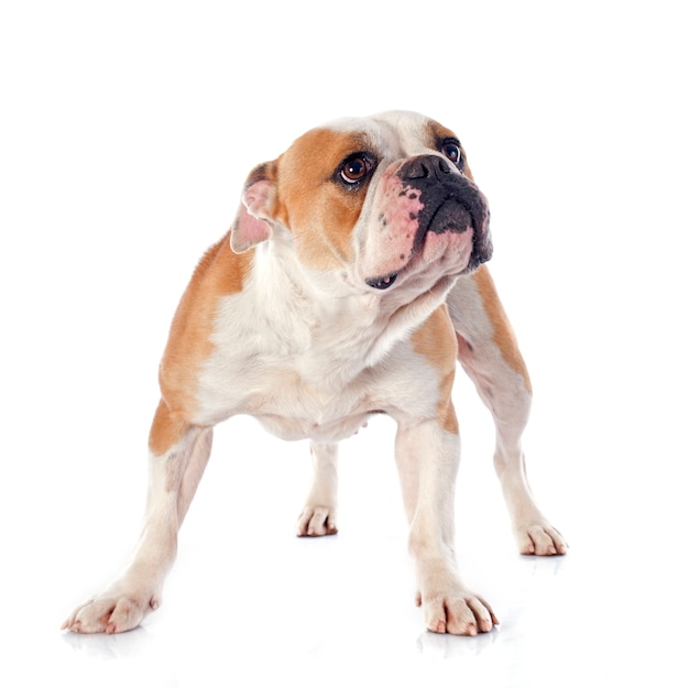 Englische bulldogge Premium Fotos