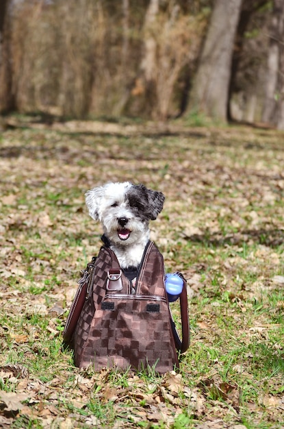 Entzückende hund in einer handtasche Kostenlose Foto